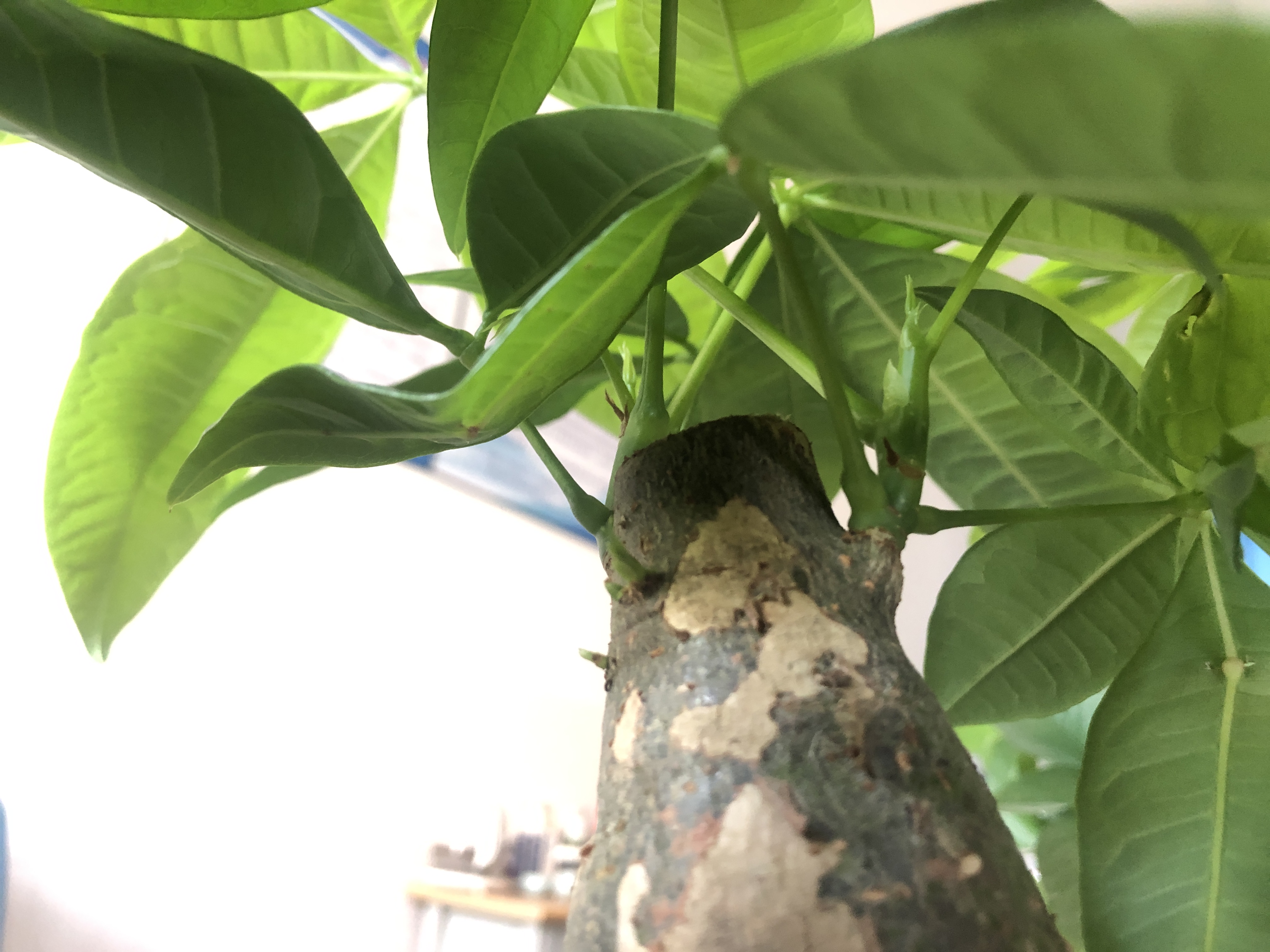 三好发财树，做个名副其实的园丁吧