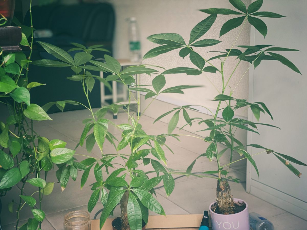 办公室里的绿色植物